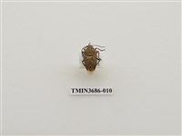 藏品(角盾蝽)的圖片